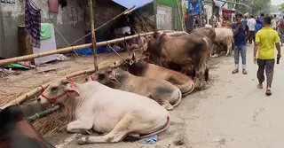 এখনো জমে ওঠেনি রাজধানীর পশুর হাট